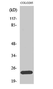 Bcl-w rabbit pAb Antibody