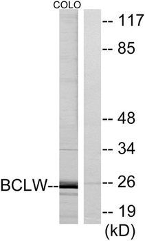 Bcl-w rabbit pAb Antibody