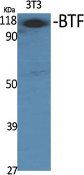 BTF rabbit pAb Antibody