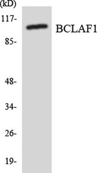 BTF rabbit pAb Antibody