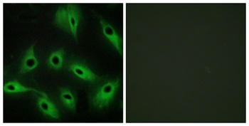 Cadherin-9 rabbit pAb Antibody