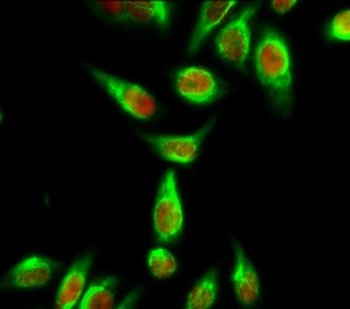 Calmodulin rabbit pAb Antibody