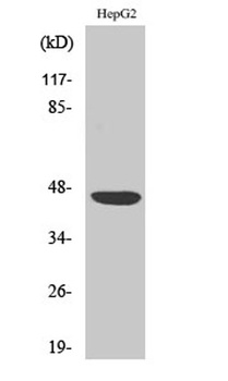 CAR rabbit pAb Antibody