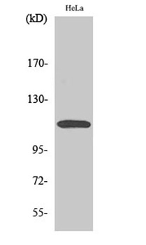 CARD 10 rabbit pAb Antibody