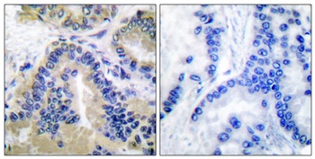 Caspase-10 B/D rabbit pAb Antibody