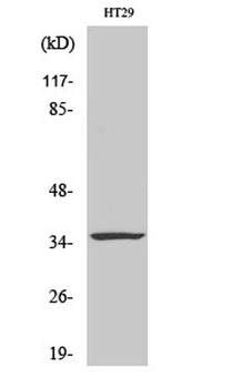Caspase-7 rabbit pAb Antibody