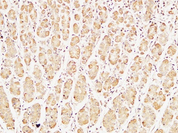 Caspase-7 rabbit pAb Antibody
