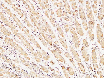 Caspase-7 rabbit pAb Antibody