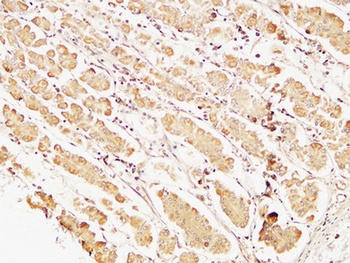 Caspase-7 rabbit pAb Antibody