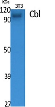 Cbl rabbit pAb Antibody