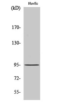 CCDC45 rabbit pAb Antibody