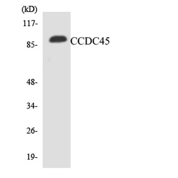 CCDC45 rabbit pAb Antibody