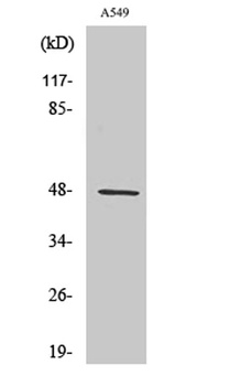 CCK-BR rabbit pAb Antibody