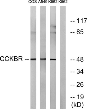 CCK-BR rabbit pAb Antibody