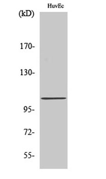 CCP2 rabbit pAb Antibody