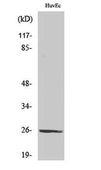 CD137L rabbit pAb Antibody