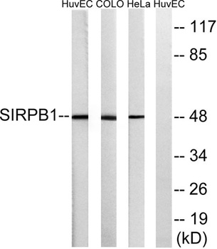 CD172b rabbit pAb Antibody