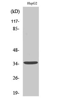 CD1e rabbit pAb Antibody