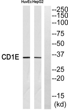 CD1e rabbit pAb Antibody