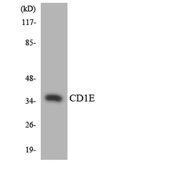 CD1e rabbit pAb Antibody