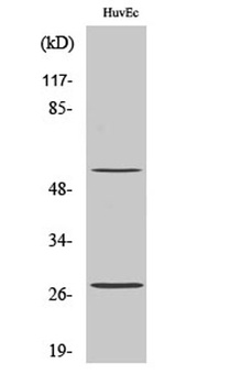 CD69 rabbit pAb Antibody