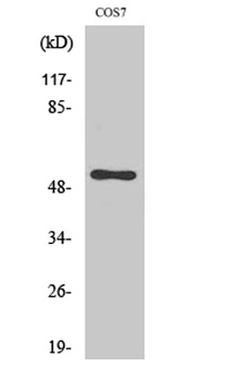 Cdc37 rabbit pAb Antibody
