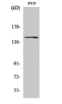 c-Fms rabbit pAb Antibody