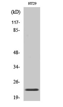 CHP2 rabbit pAb Antibody