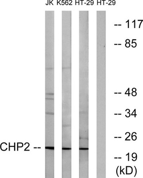 CHP2 rabbit pAb Antibody
