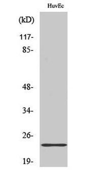 Claudin-3 rabbit pAb Antibody
