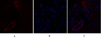 Claudin-5 rabbit pAb Antibody
