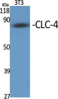 CLC-4 rabbit pAb Antibody