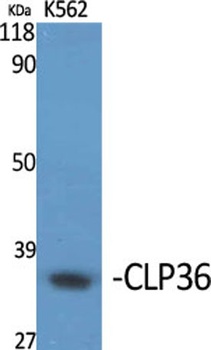 CLP36 rabbit pAb Antibody