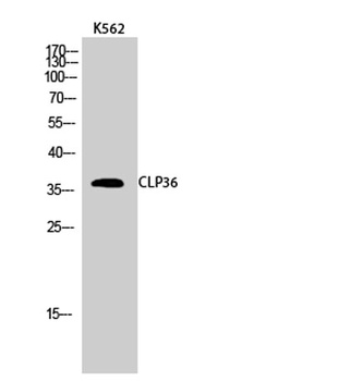CLP36 rabbit pAb Antibody