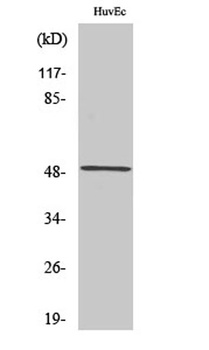 c-Maf rabbit pAb Antibody