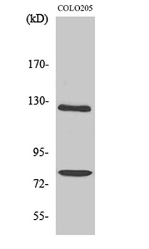 COL1A2 rabbit pAb Antibody