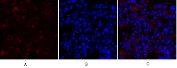 COL2A1 rabbit pAb Antibody