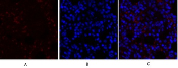 COL2A1 rabbit pAb Antibody