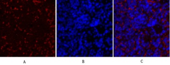 COL2A1 rabbit pAb Antibody