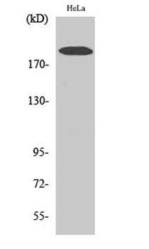 COL5A1 rabbit pAb Antibody