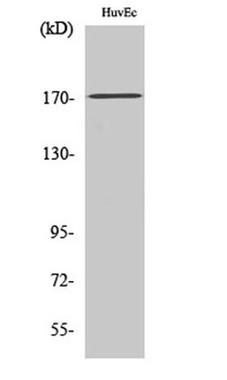 COL5A3 rabbit pAb Antibody