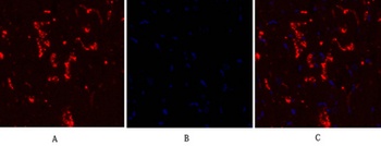 Connexin 43 rabbit pAb Antibody