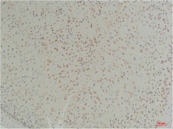 Connexin-26 rabbit pAb Antibody