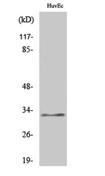 COX6c rabbit pAb Antibody