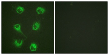 Crk-L rabbit pAb Antibody