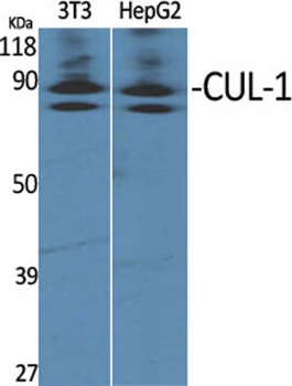 CUL-1 rabbit pAb Antibody