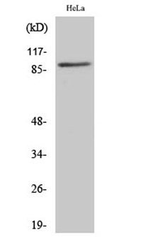 CUL-1 rabbit pAb Antibody
