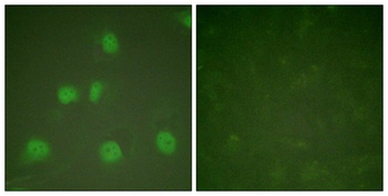CUL-1 rabbit pAb Antibody