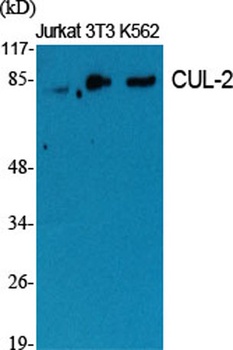 CUL-2 rabbit pAb Antibody