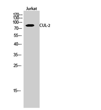 CUL-2 rabbit pAb Antibody
